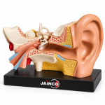 Human Ear Model